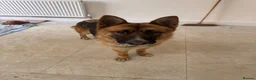 Mixed Breed dogs for sale: THE MOST HANDSOME FRIENDLIEST BOY - Advert 4