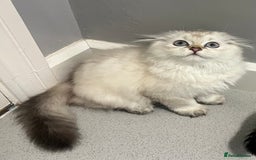 Scottish Fold cats for sale: Pedigree Scottish Fold & Straight last 2 kittens  - Image 5
