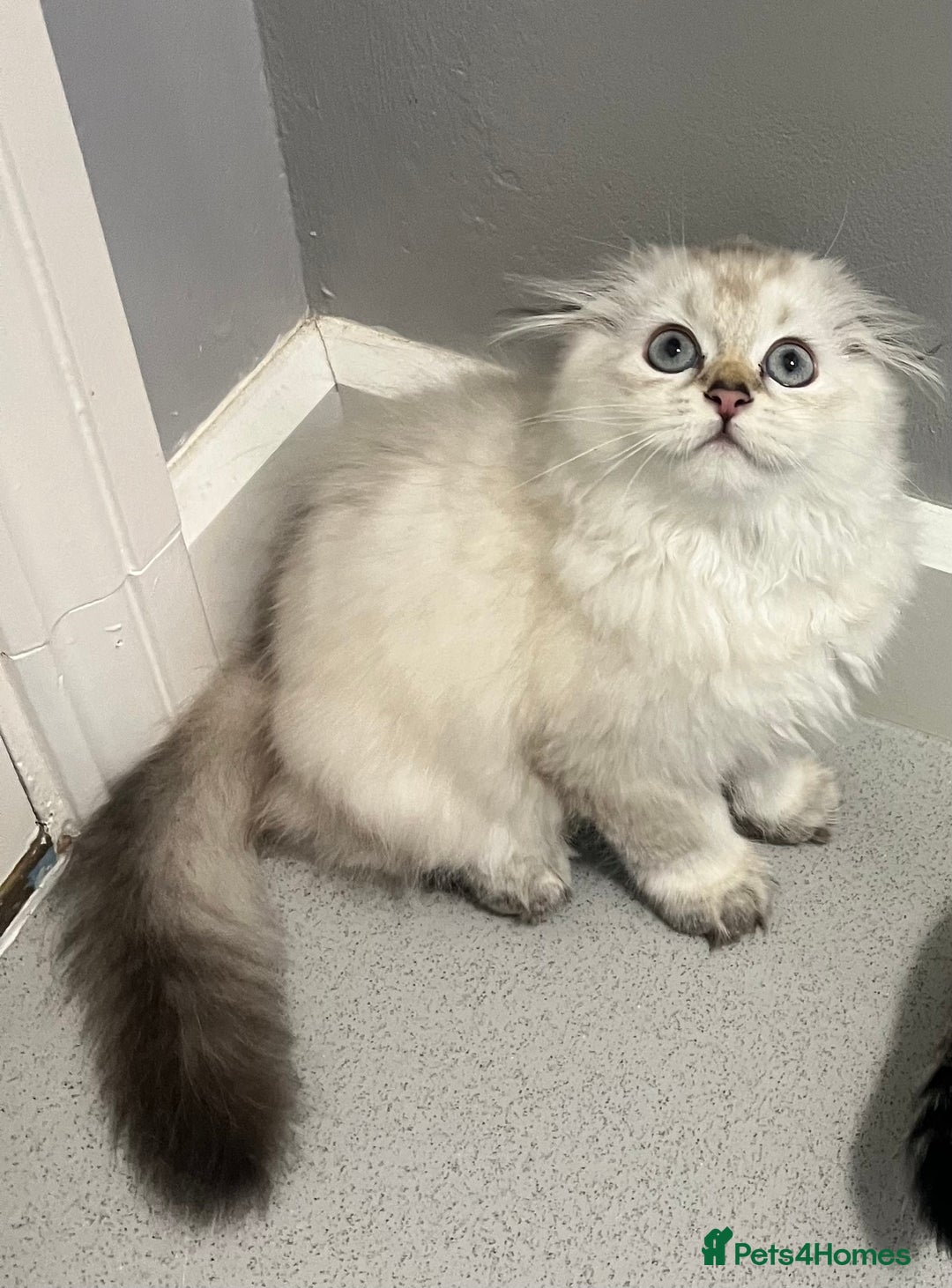 Scottish Fold cats for sale: Pedigree Scottish Fold & Straight last 2 kittens  - Image 5