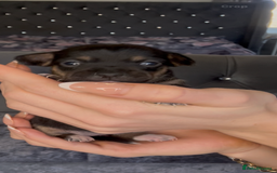 Mixed Breed dogs for sale: Chihuahua puppies  - Image 15