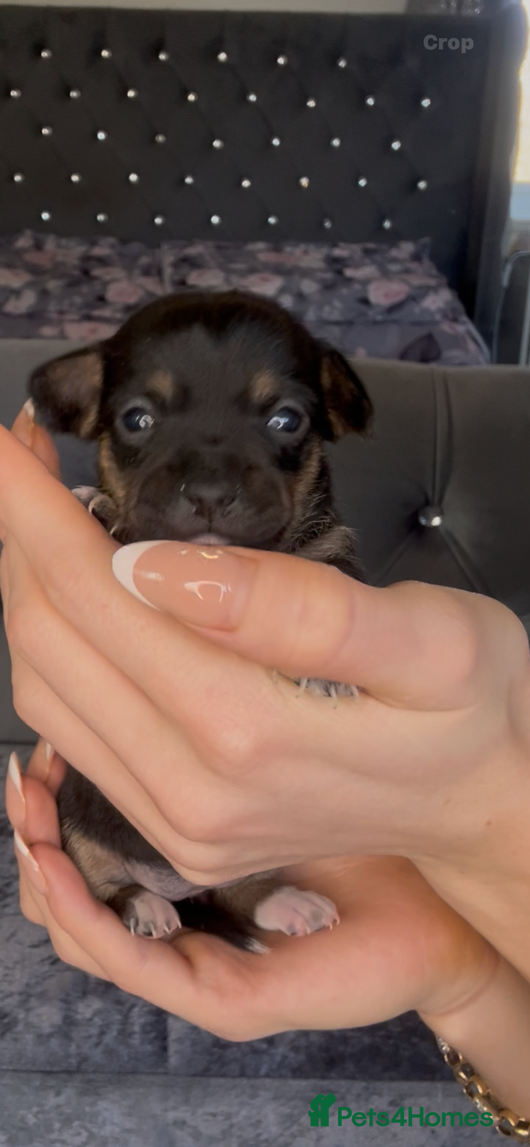 Mixed Breed dogs for sale: Chihuahua puppies  - Image 15