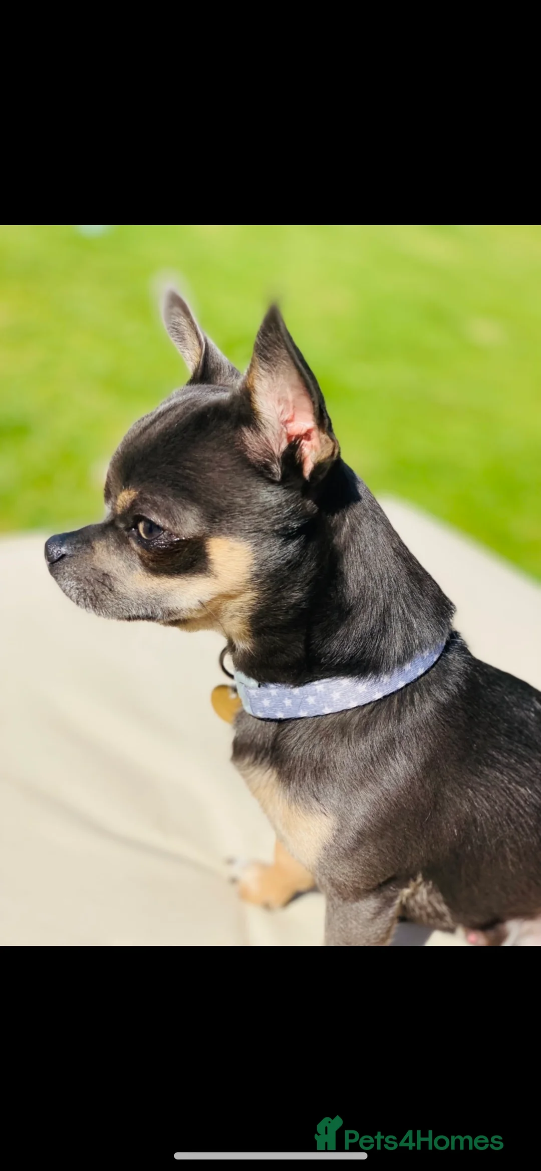 Chihuahua dogs for stud: Small chihuahua stud only not for sale proven  in Bury Saint Edmunds - Advert 2