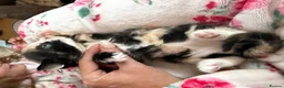 Siamese cats for sale: Siamese Mum Ragdoll±Bengal Dad Blue eyed kittens - Advert 22