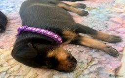 Dobermann dogs for sale: KC registered health tested Doberman puppies - Image 4