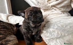 Mixed Breed dogs for sale: Beautiful French chows ready to leave!  - Image 16