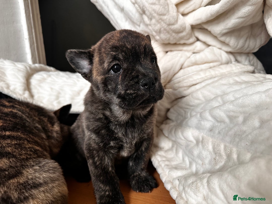 Mixed Breed dogs for sale: Beautiful French chows ready to leave!  - Image 16