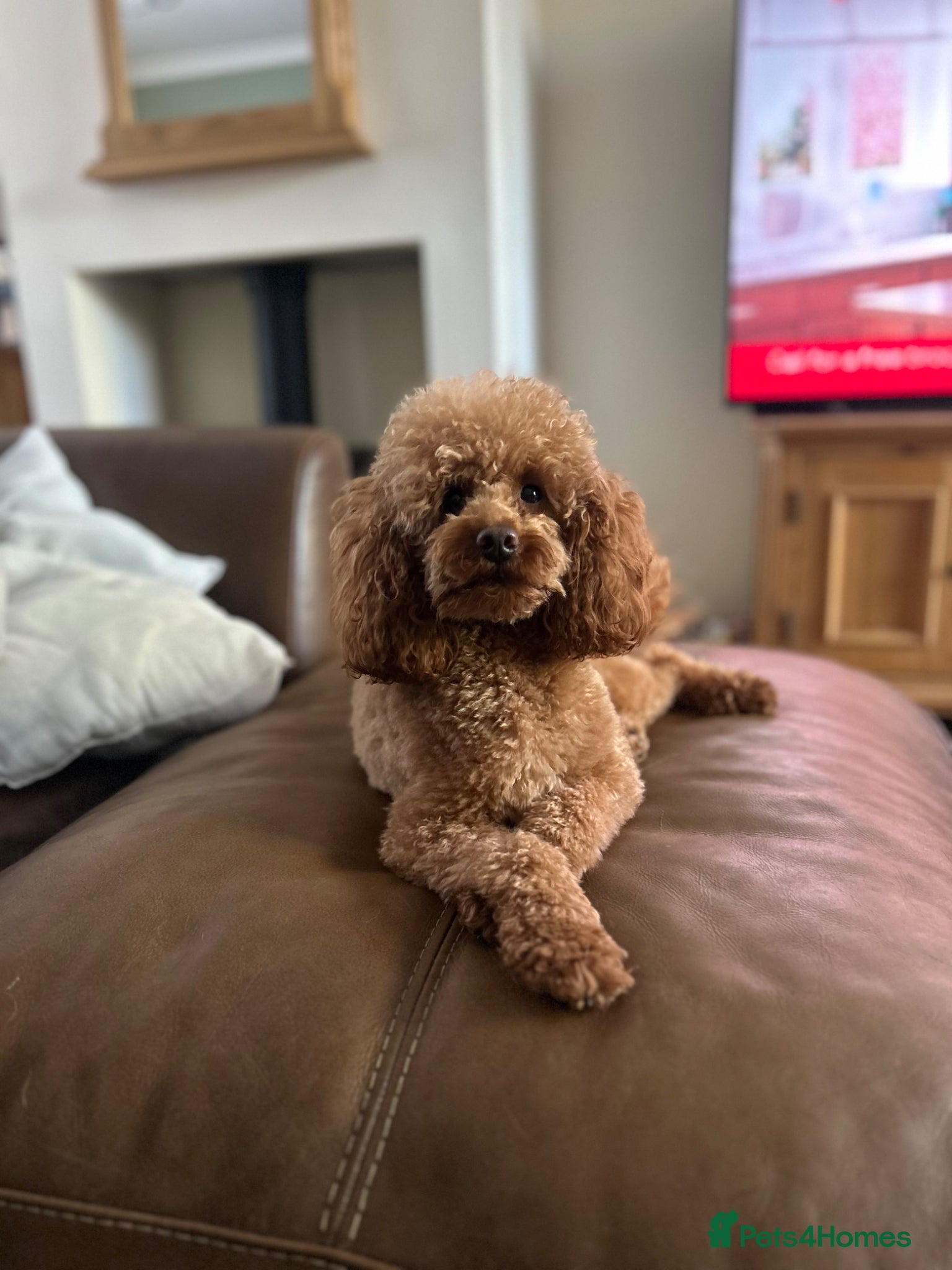 Poodle dogs Kc Fox red toy poodle for stud  - Advert 1