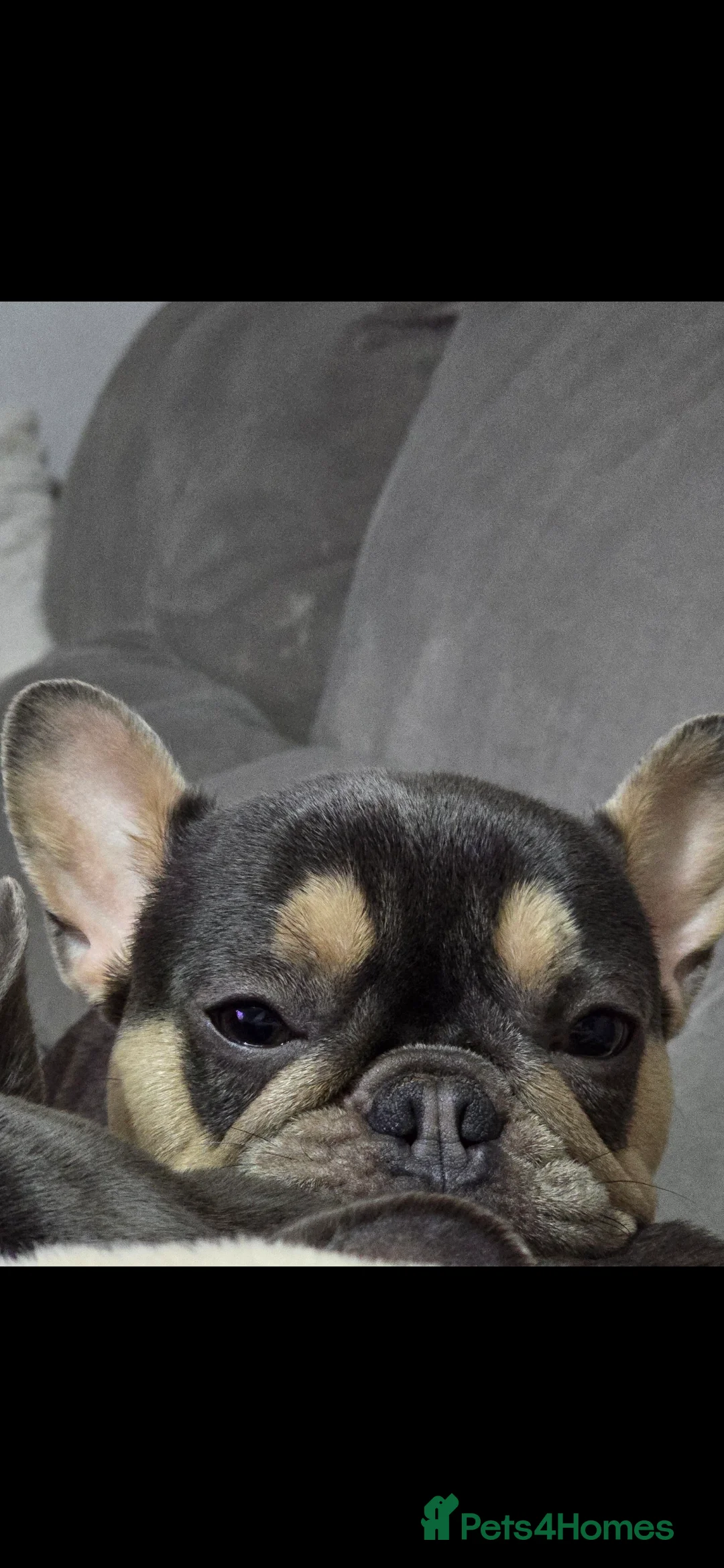 French Bulldog dogs for sale: French bulldog - Advert 2