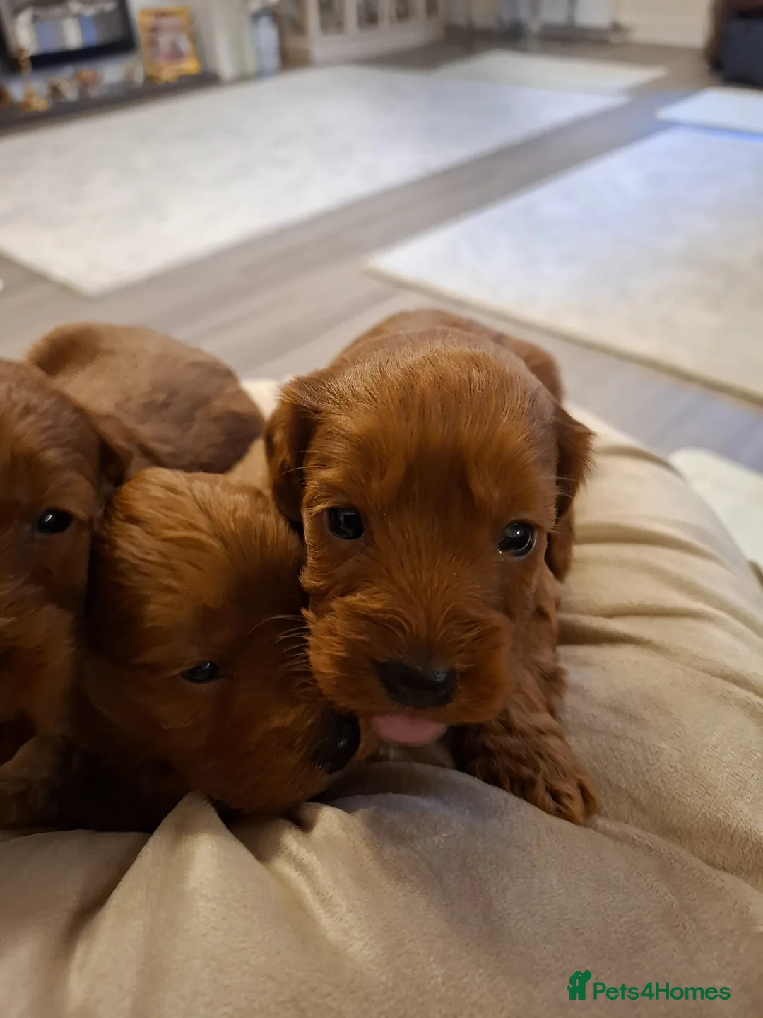 Cockapoo dogs for sale: Cockapoo puppies in Glenrothes - Advert 11