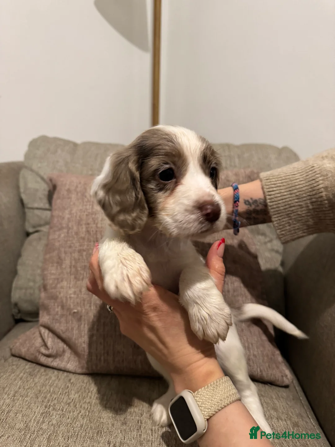 Cocker Spaniel dogs for sale: 4 Cocker Spaniel pups - unusual colours - Advert 12