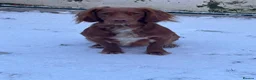 Cocker Spaniel dogs for sale: Beautiful golden working cocker spaniel puppies  - Advert 36