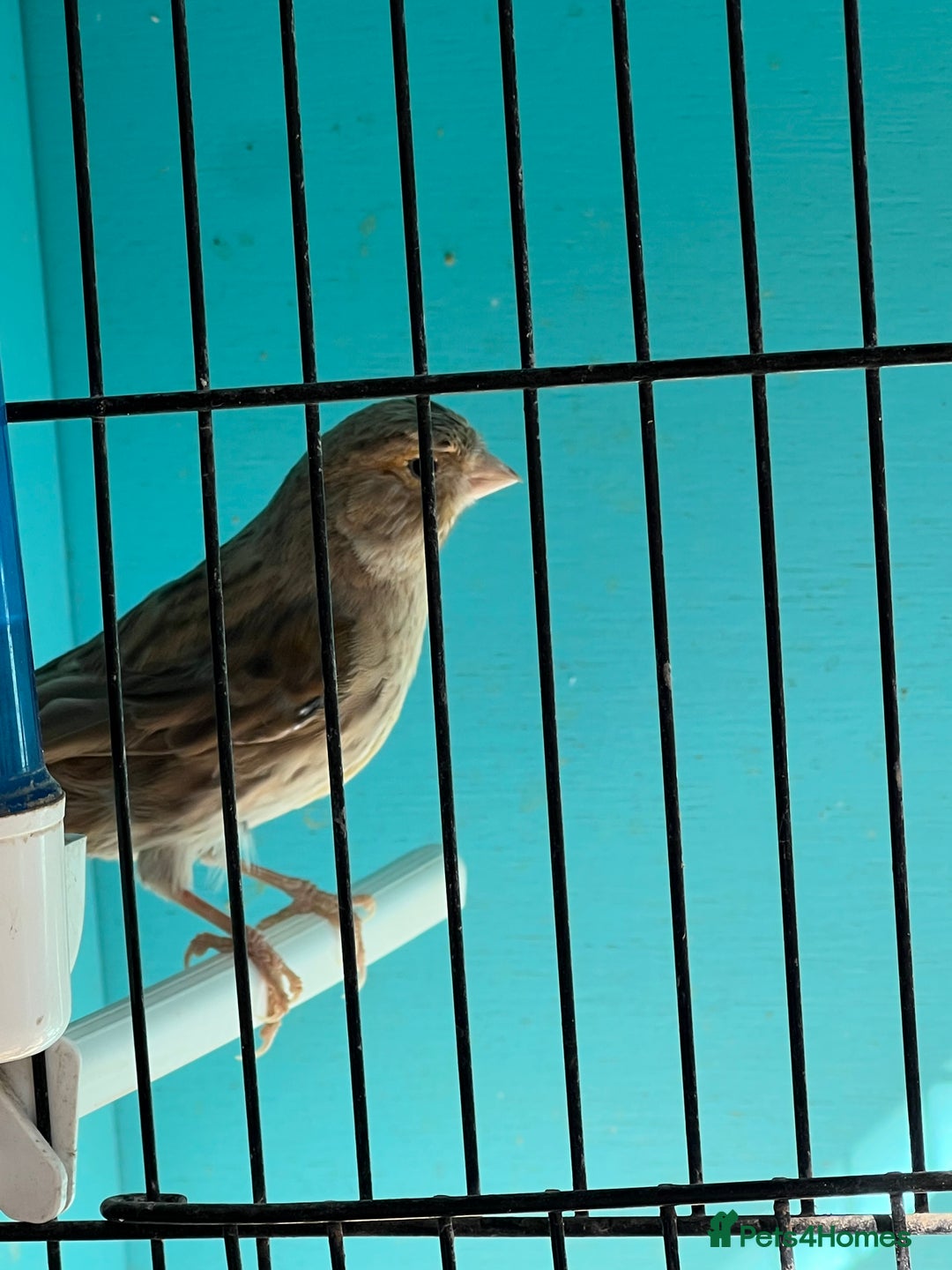 Canaries birds for sale: Young canaries  - Advert 14