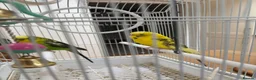 Budgerigars birds for sale: Black Wing Male & Yellow Female and Cage Included - Advert 7