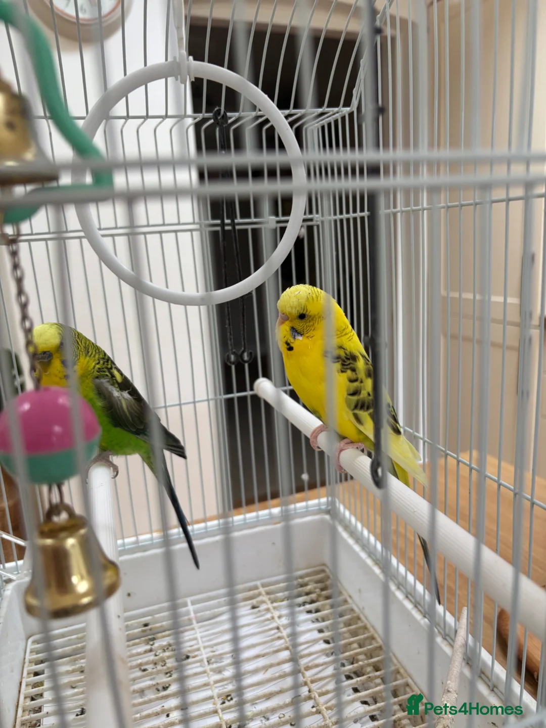 Budgerigars birds for sale: Black Wing Male & Yellow Female and Cage Included - Advert 7