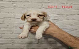 Cocker Spaniel dogs for sale: Cocker spaniels - Image 2