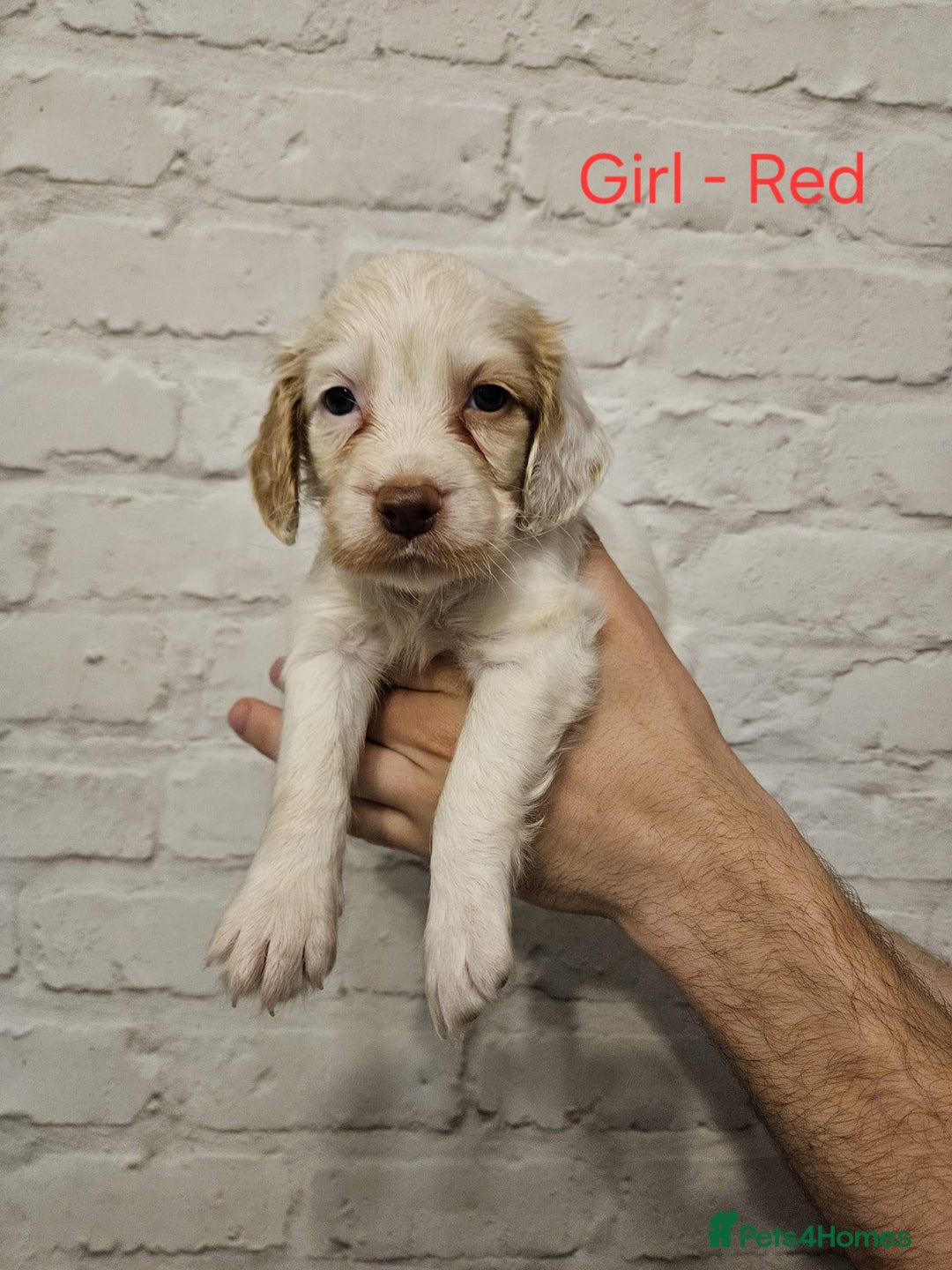 Cocker Spaniel dogs for sale: Cocker spaniels - Image 2