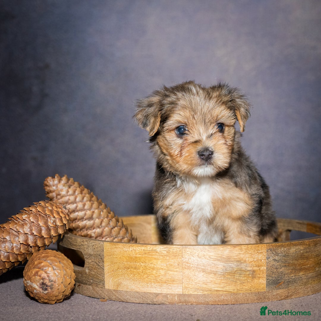 Yorkshire Terrier dogs for sale: Colorful Yorkshire Terrier puppies for sale - Image 10