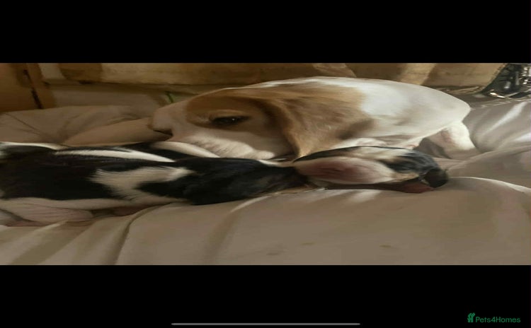 Beagle dogs - Advert 1