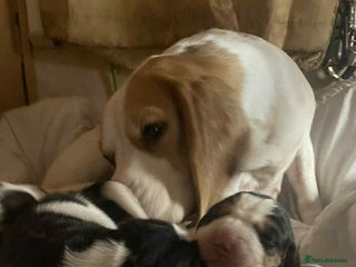 Beagle dogs kc reg beautiful beagle pups dec - Advert 1