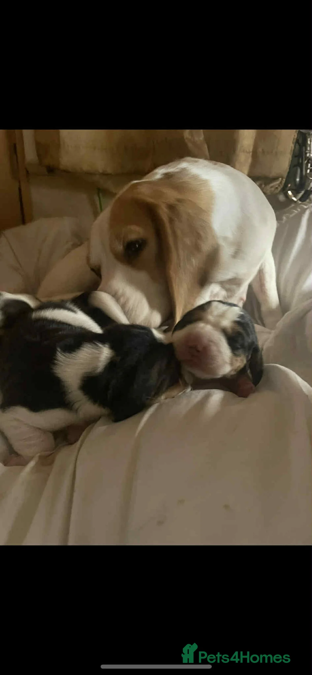 Beagle dogs for sale: kc reg beautiful beagle pups dec - Advert 2