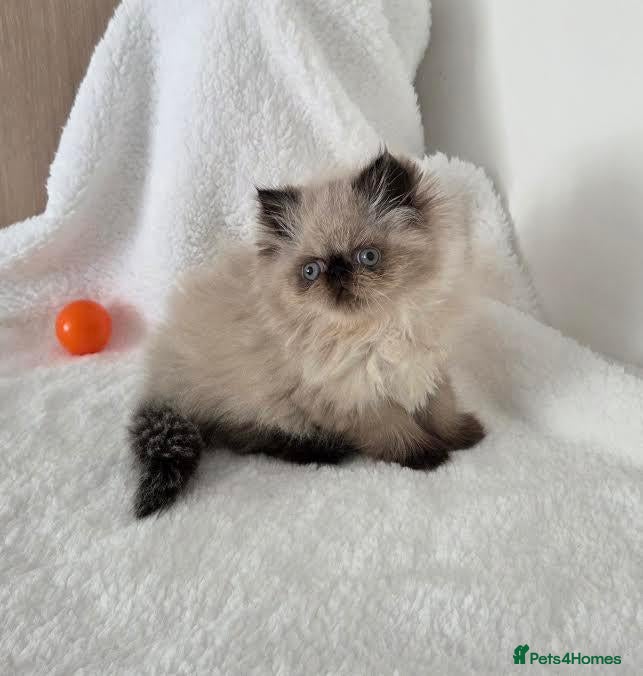 Persian cats Persian Himalayan Kittens - Advert 2
