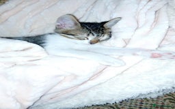 Mixed Breed cats for adoption: Lovely and fun Kito looking for a warm home <3 - Image 2