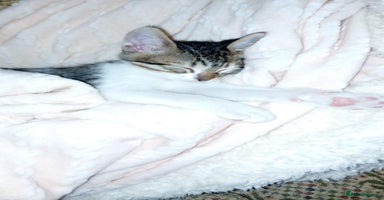 Mixed Breed cats - Advert 5