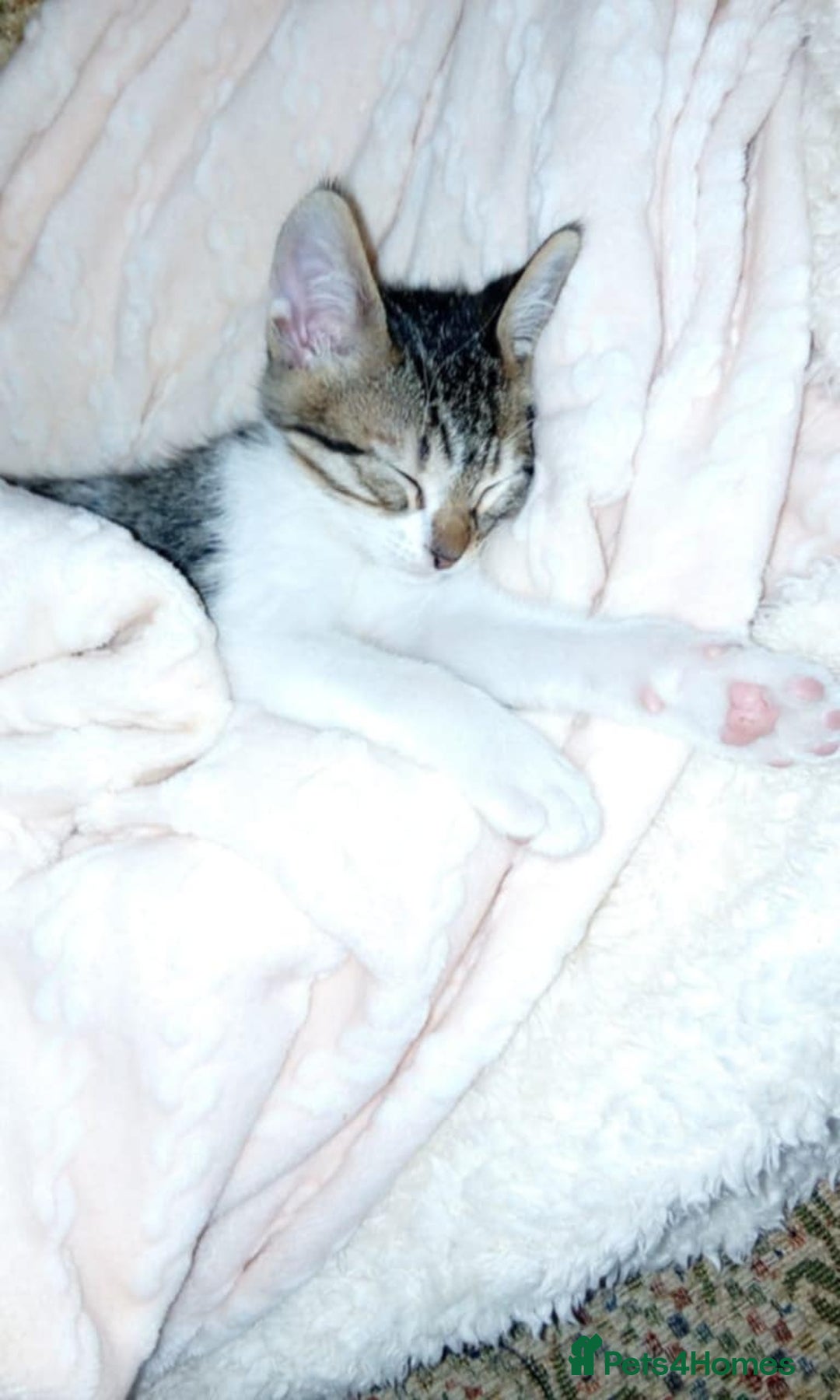 Mixed Breed cats for adoption: Lovely and fun Kito looking for a warm home <3 - Image 2