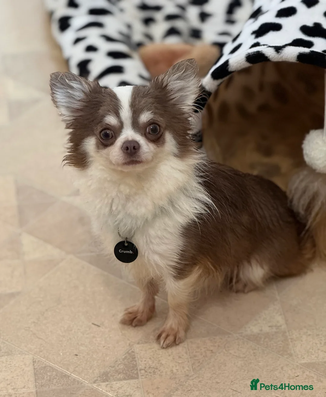 Chihuahua dogs for stud: Super Tiny lilac parti KC long coat Chihuahua STUD - Advert 14