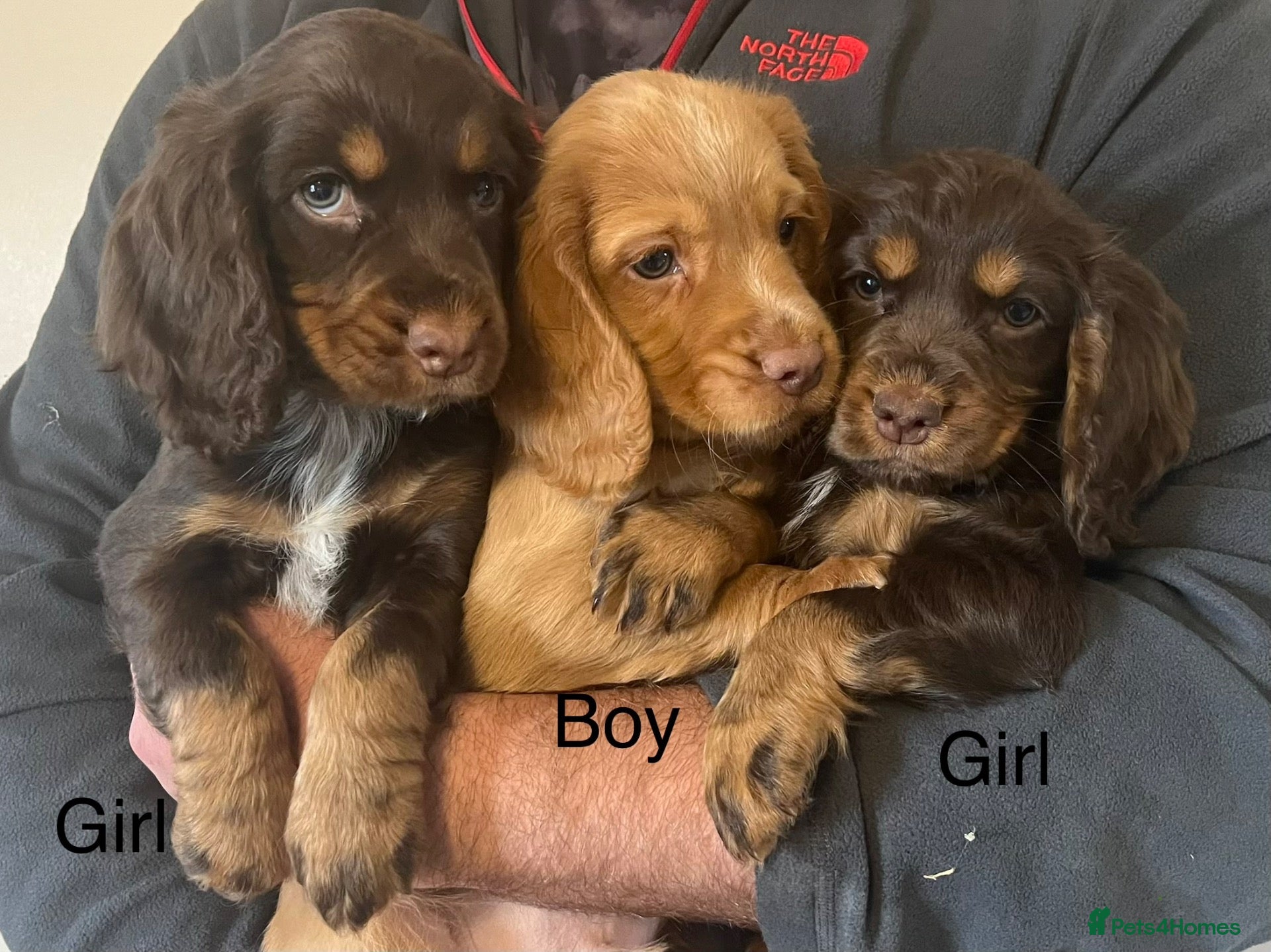 Cocker Spaniel dogs Cocker spaniel puppies  - Advert 18