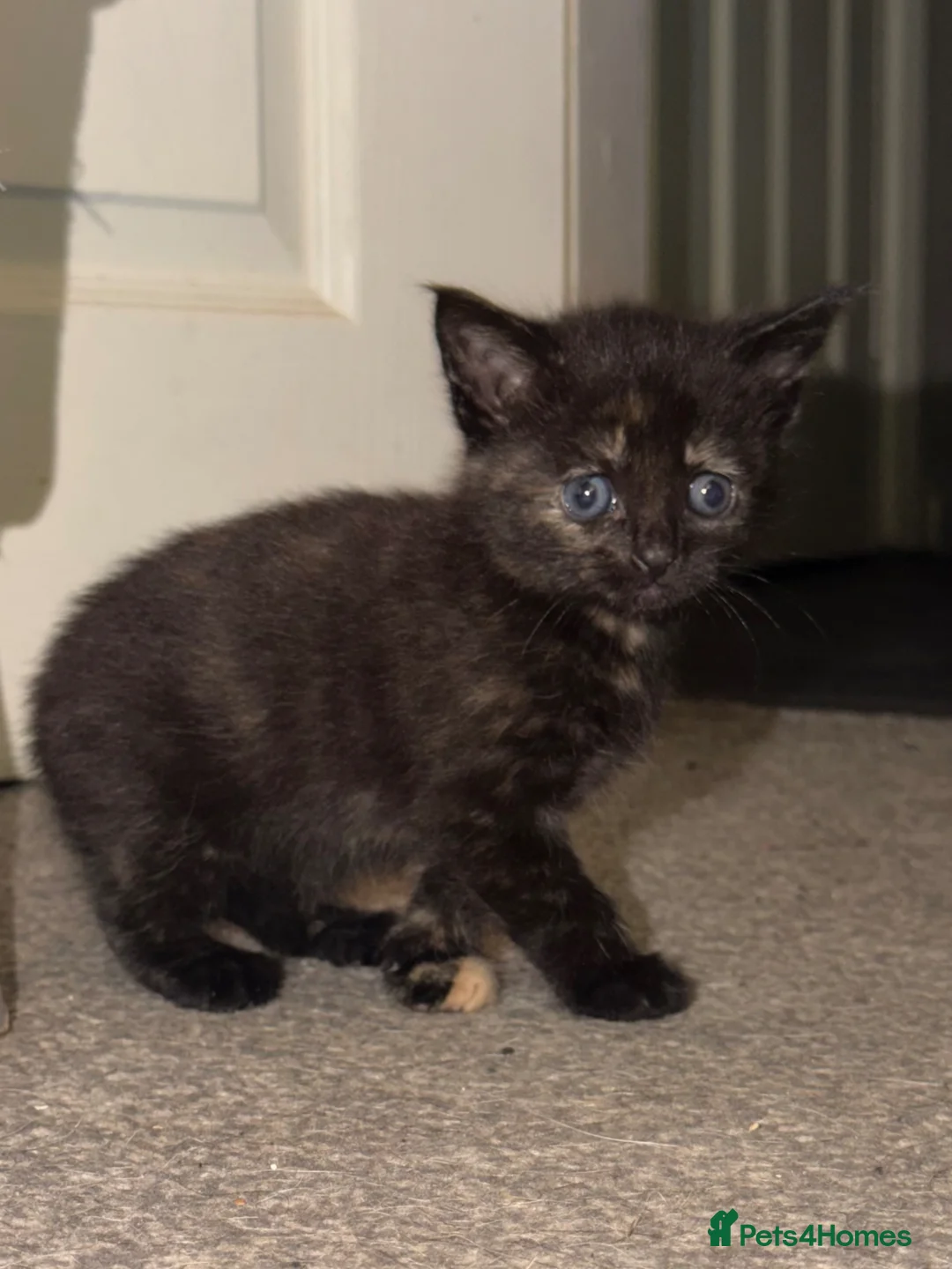 Domestic Shorthair cats for sale: 4 kittens in Wigan - Advert 12