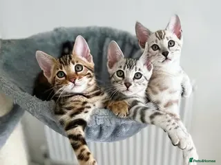 Bengal cats 🌟pedigree bengal kittens🌟 - Advert 4