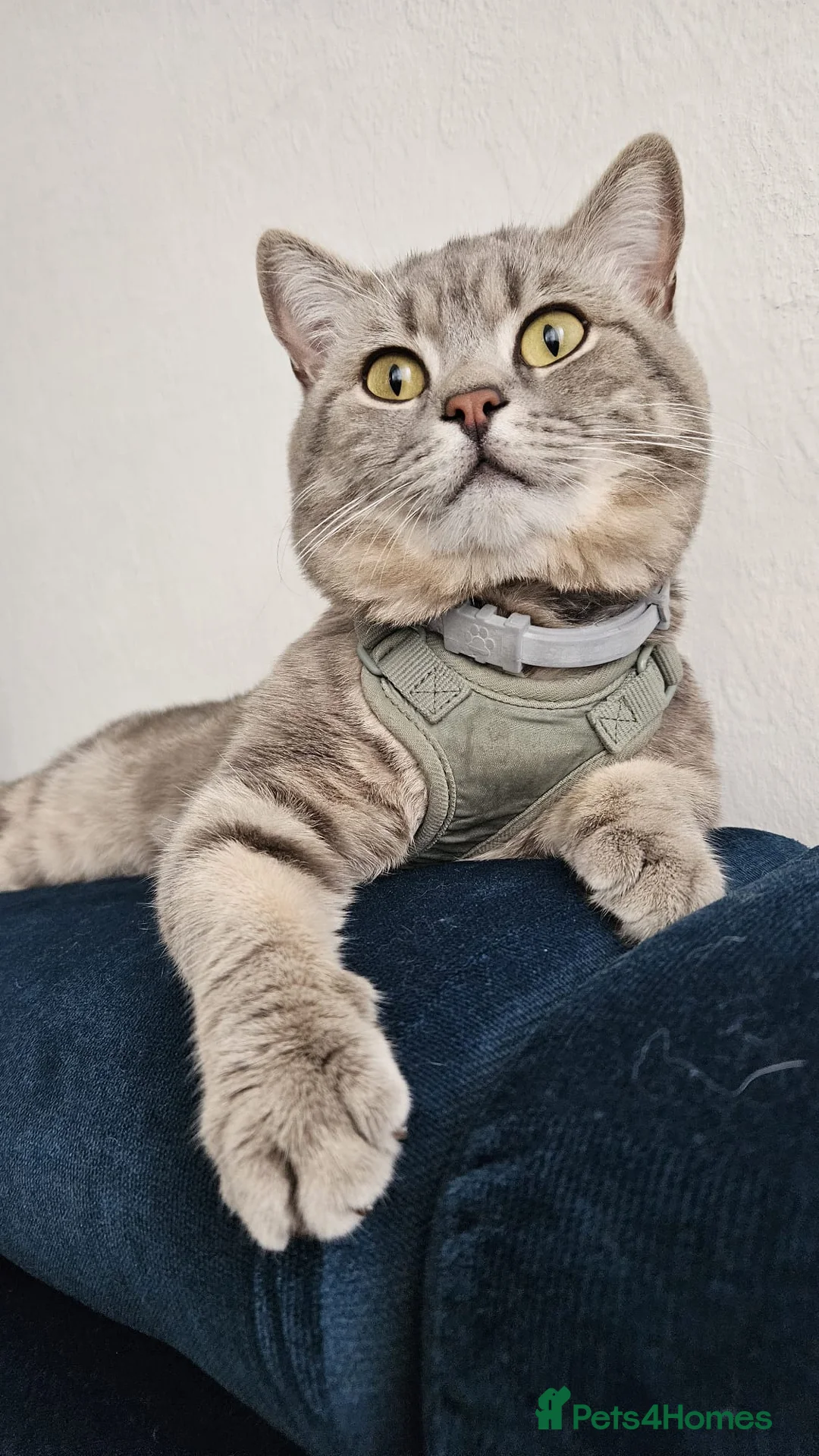 British Shorthair cats for stud: GCCF Registered Full pedigree Ready To Stud in London - Advert 5