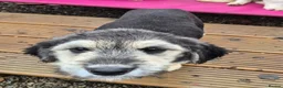 Mixed Breed dogs for adoption: Lola, Lena, Luna and Lyra  - Advert 9