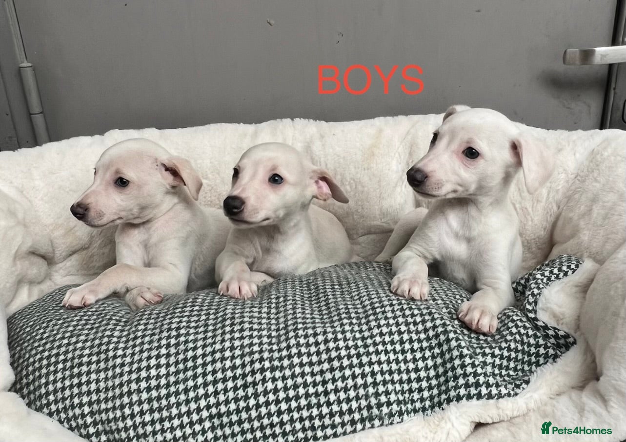 Whippet dogs Top Quality KC Reg Cream/white Whippet Puppies - Advert 7