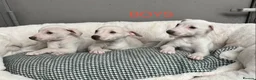 Whippet dogs for sale: Top Quality KC Reg Cream/white Whippet Puppies - Advert 2