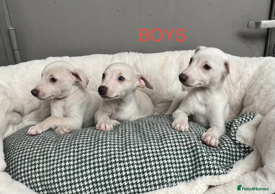 Whippet dogs for sale: Top Quality KC Reg Cream/white Whippet Puppies - Advert 2