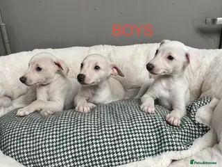Whippet dogs Top Quality KC Reg Cream/white Whippet Puppies - Advert 7