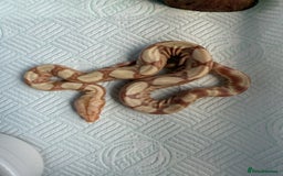 Boa Snake reptiles for sale: Sunglow Boas  - Image 8