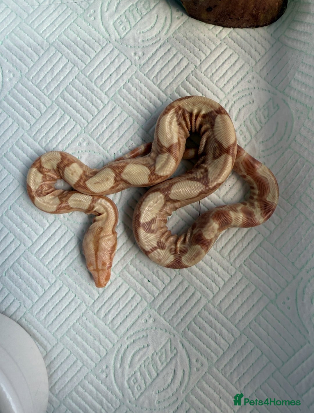 Boa Snake reptiles for sale: Sunglow Boas  - Image 8