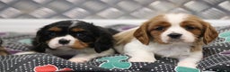 Cavalier King Charles Spaniel dogs for sale: Cavalier King Charles Puppies for sale - Advert 1