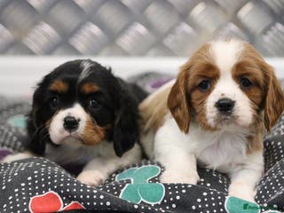 Cavalier King Charles Spaniel dogs Cavalier King Charles Puppies for sale - Advert 4