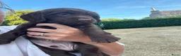 Cocker Spaniel dogs for sale: Male Liver Cocker Spaniel - Advert 11