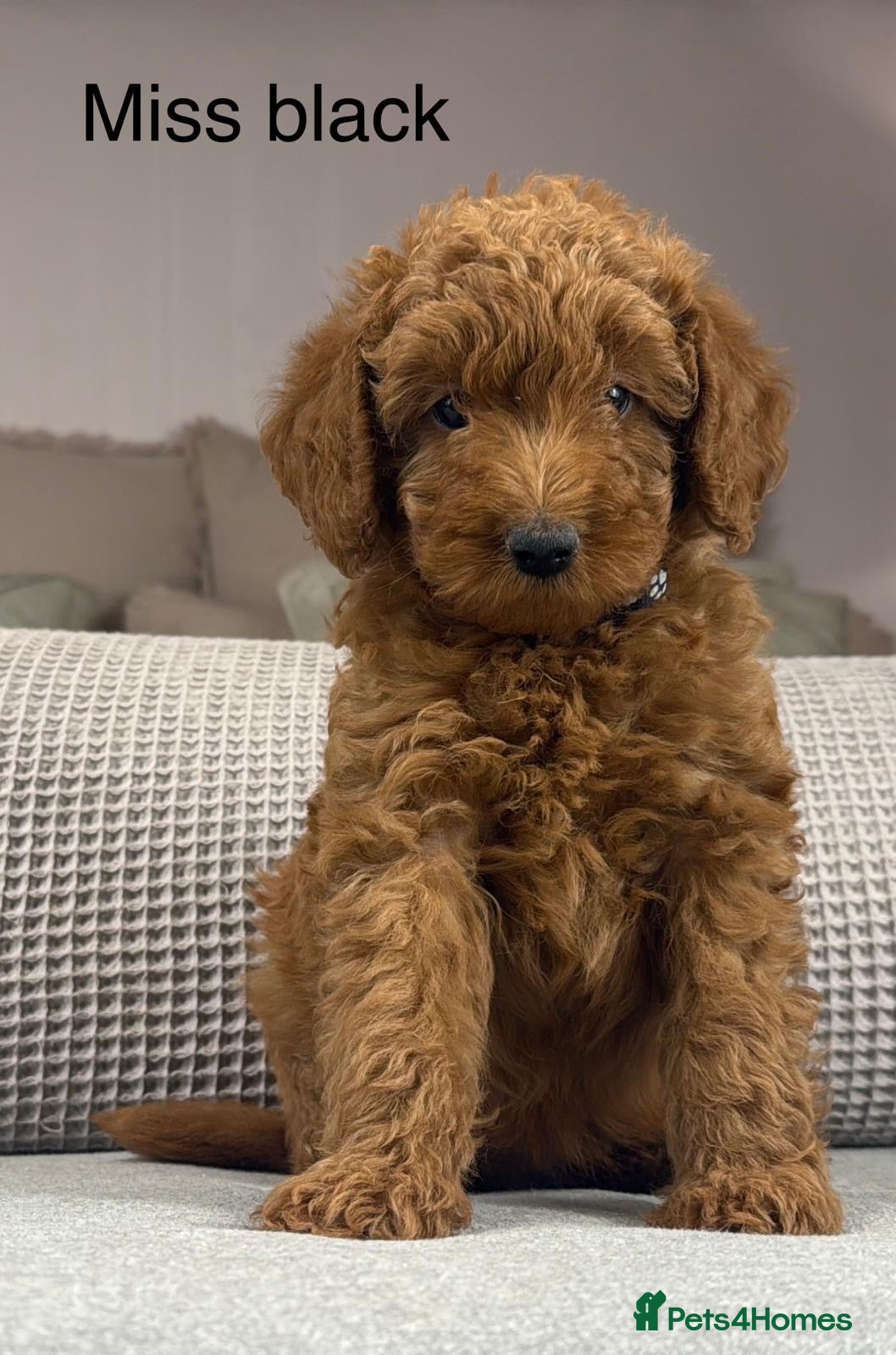 Labradoodle dogs STUNNING DOODLE MIX. HIP ELBOW DNA TESTED LINES - Advert 9