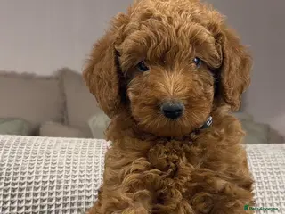 Labradoodle dogs STUNNING DOODLE MIX. HIP ELBOW DNA TESTED LINES - Advert 9