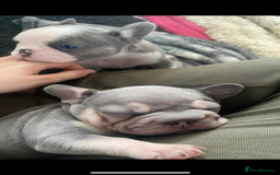 French Bulldog dogs for sale: Original X big rope French bulldogs - Image 9