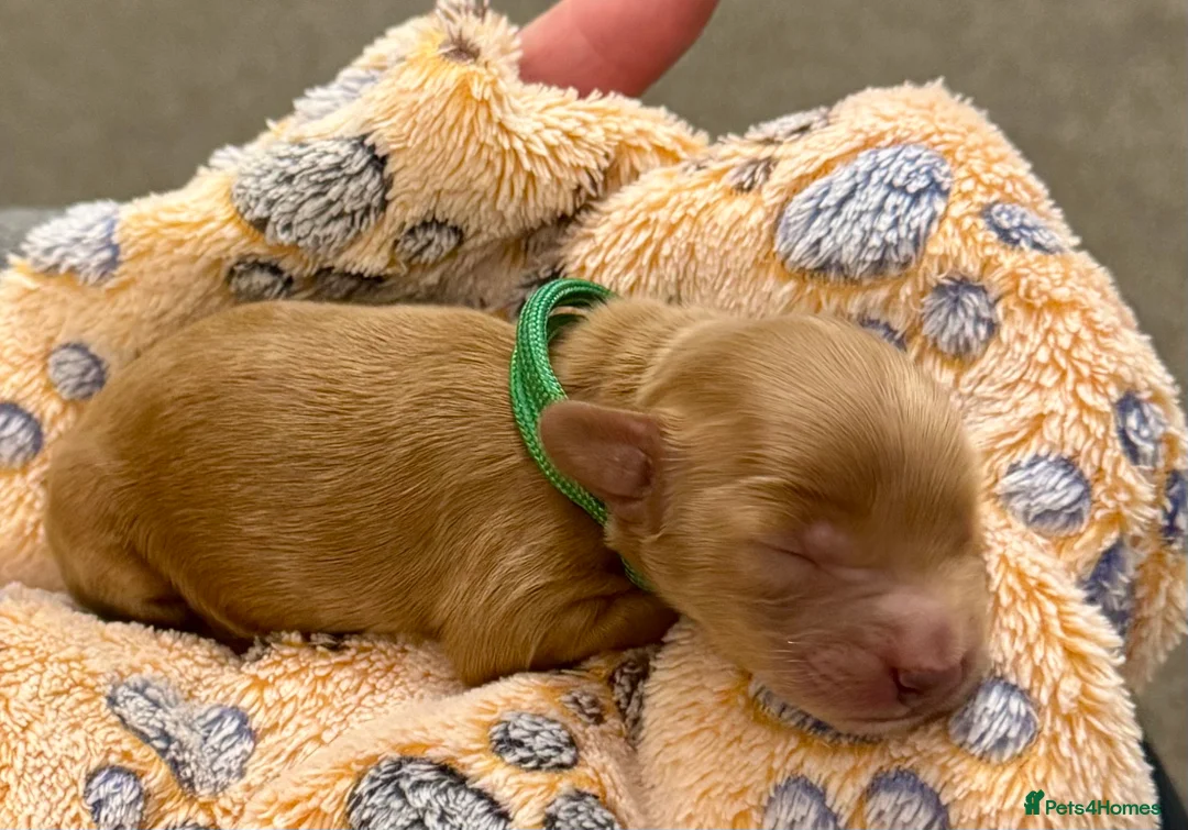 Cockapoo dogs for sale: Beautiful Fox Red Cockapoos - Advert 18