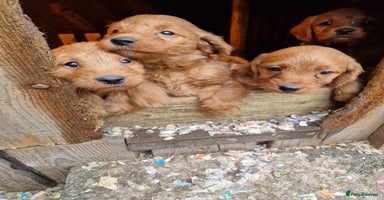 Labradoodle dogs - Advert 11