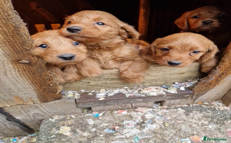 Labradoodle dogs - Advert 2