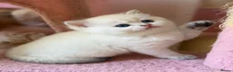 British Longhair cats for sale:  NY12 GOLDENSHADED White colour point  - Advert 2